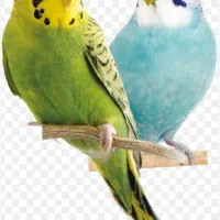 مرغ عشق