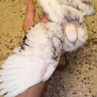 کبوتر