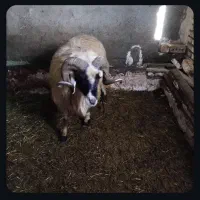 فروش قوچ اصل1ساله