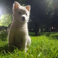 سگ پا کوتاه بسیار دوس داشتنی