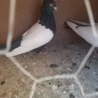 کبوتر پرشی|پرنده|گلپایگان, |دیوار