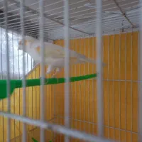 قناری نر موزاییکی