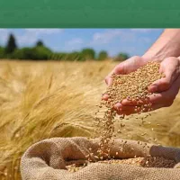 شاطر تافتون لواش