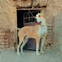 سگ گله|حیوانات|قاسمآباد (خواف), |دیوار