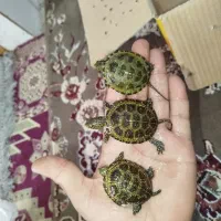 انواع پرنده