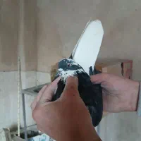 نرو ماده دوم تخت سفید