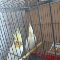 جفت مولدعروس هلندی لونیتیوباپنج جوجه وقفس وتجهیزات|پرنده|مراغه, |دیوار