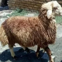 خرید گوسفند‌زنده پخش انواع دام چراگاهی نر جوون