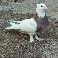 طوقی نر