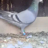 کفتر|پرنده|ریگ ملک, |دیوار