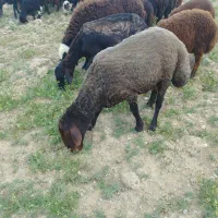 فروش یک عدد قوچ تازه دندان عوض کرده