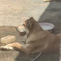 سگ افغانی|سگ|خوشاب, |دیوار