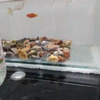 گپی.پلاتی|ماهی|مشهد, محمدآباد|دیوار