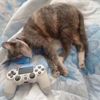 واگذاری گربه رایگان