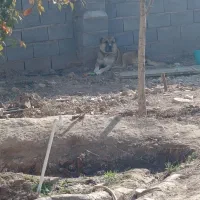 واگذاری سگ|سگ|قوچان, |دیوار