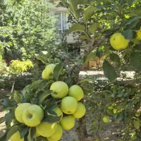 بام-فشم-چشم-انداز-کل-شهر-530-متر-زمین