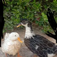 اردک سالم سالم فقط ۵۰۰ تومان