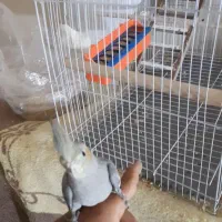 ۳عدد عروس|پرنده|کارون, |دیوار