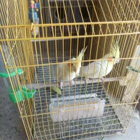 عروس هلندی مولد