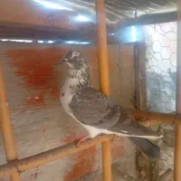 کبوتر غریب گیری