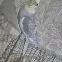 عروس هلندی نر ۹ ماهه