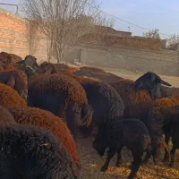 48 راس گوسفند عتیقه زاییده و آبستن سنگین