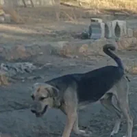 گیلاس ۸ونیم ماهه نوه چول چوله عراق