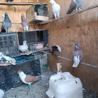 کبوتر|پرنده|کهریزک, |دیوار