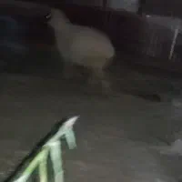 بره نرسالم سرحال