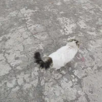 گربه|گربه|صفادشت, |دیوار