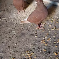 فروش جفت سرخ دم سفید