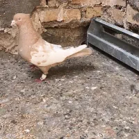 نر سینه زرد خال سیاه