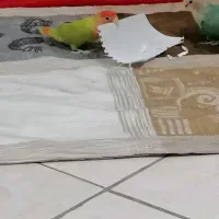 یه جفت طوطی برزیلی همراه با قفس|پرنده|اندیشه, اندیشه فاز ۱|دیوار