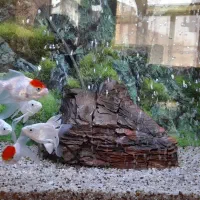 کوی شورت بادی وارداتی|ماهی|نجف‌آباد, فاز ۴ شهرک آزادگان|دیوار