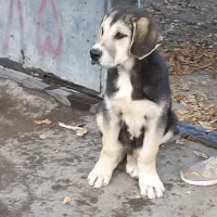 توله سک عراقی نر ۳ ماهه|سگ|هوراند, |دیوار