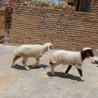 روستای خویس خیابان امامت