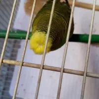 مرغ عشق