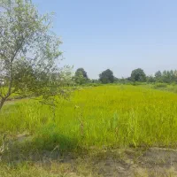 شالیزار-2300-متری-گلرودبار