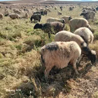 فروش 160رس میش