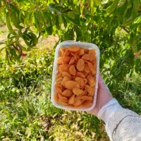 ارسال را یگان آلو بخارا گوشتی جمعه به سراسر مشهد|خوردنی و آشامیدنی|مشهد, بهاران|دیوار