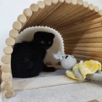 گربه اسکاتیش قیمت مناسب|گربه|اصفهان, مهدی آباد|دیوار