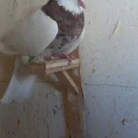 کبوتر طوقی هفت رنگ