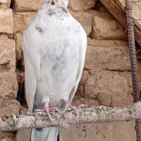 بیست عدد کبوتر|پرنده|قروه, |دیوار