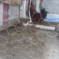 خروس فروشی