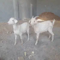 بزغاله سانن