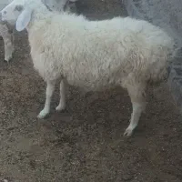 کاورچاق