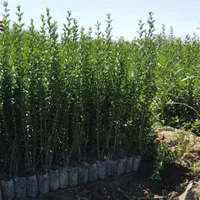 تولید ترون سبز (شمشاد)وسرو ناز و انواع گل و گیاه