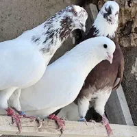 کبوتر رفتنی