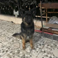 سگ ژرمن شولاین