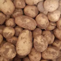 سیب زمینی تازه